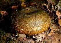 Olivbrauner Milchling, Foto 37