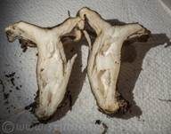 Olivbrauner Milchling, Foto 42