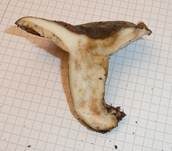 Olivbrauner Milchling, Foto 7