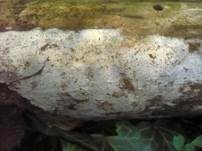 Blasser Zähnchenrindenpilz, Foto 10