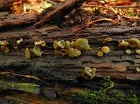 Olivfarbener Grünspanbecherling, Foto 7