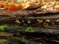 Olivfarbener Grünspanbecherling, Foto 9
