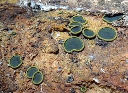 Olivfarbenes Kelchbecherchen, Foto 3
