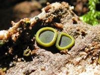 Olivfarbenes Kelchbecherchen, Foto 17