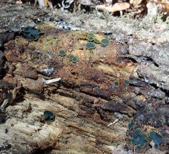 Olivfarbenes Kelchbecherchen, Foto 5