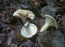 Blasser Zonenmilchling, Foto 13