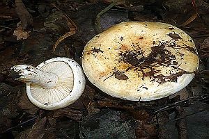 Blasser Zonenmilchling, Foto 1