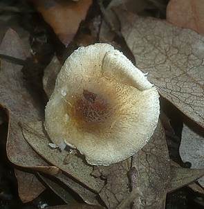 Olivgrauer Schirmling, Foto 5