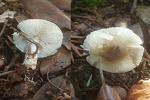 Olivgrauer Schirmling, Foto 1