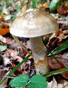 Olivgrauer Schneckling, Foto 4