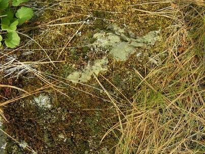 Olivgrüne Tartschenflechte, Foto 3