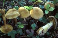 Olivgrüner Raukopf, Foto 7