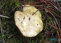 Olivgrüner Ritterling, Foto 7