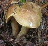 Olivgrüner Ritterling, Foto 8