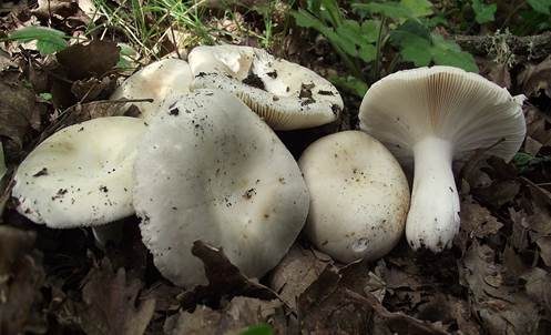 Olivgrüner Täubling, Foto 3
