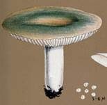 Olivgrüner Täubling, Foto 5