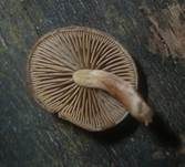 Olivschnitzling, Foto 14