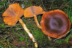 Orangeblättriger Hautkopf, Foto 1