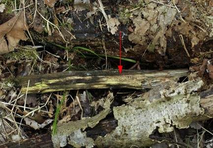 Blasses Höhlenbecherchen, Foto 3