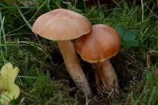 Orange-Ellerling, Foto 20