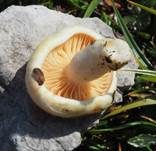 Orange-Ellerling, Foto 21