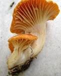 Orange-Ellerling, Foto 26