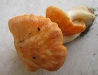 Orange-Ellerling, Foto 27