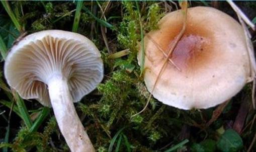 Orangefalber Schneckling, Foto 2