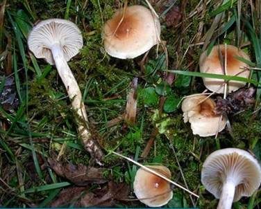Orangefalber Schneckling, Foto 3