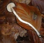 Orangefalber Schneckling, Foto 6