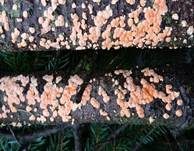Orangefarbene Mehlscheibe, Foto 17