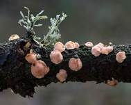 Orangefarbene Mehlscheibe, Foto 19
