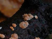 Orangefarbene Mehlscheibe, Foto 29