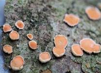 Orangefarbene Mehlscheibe, Foto 8
