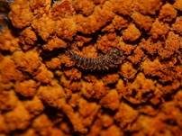 Orangefarbiger Haarstäubling, Foto 22