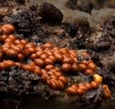 Orangefarbiger Haarstäubling, Foto 6