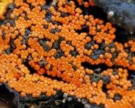 Orangefarbiger Haarstäubling, Foto 8