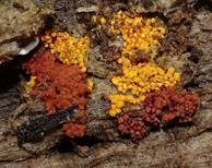 Orangefarbiger Haarstäubling, Foto 10