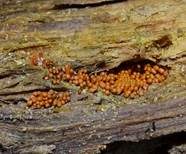 Orangefarbiger Haarstäubling, Foto 11