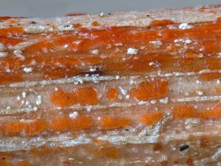 Orangefarbiges Brennesselbecherchen Nebenfruchtform, Foto 4