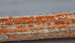 Orangefarbiges Brennesselbecherchen Nebenfruchtform, Foto 8