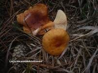 Orangefuchsiger Milchling, Foto 8