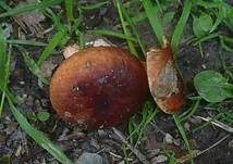 Orangefuchsiger Zwerg-Milchling, Foto 7