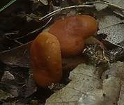Orangefuchsiger Zwerg-Milchling, Foto 8