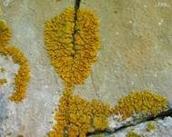 Orangegelbe Blattflechte, Foto 5