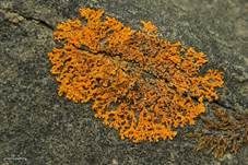 Orangegelbe Blattflechte, Foto 8