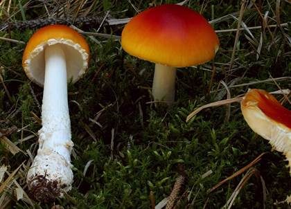 Orangegelber Fliegenpilz, Foto 2