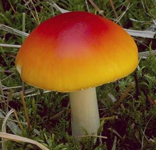 Orangegelber Fliegenpilz, Foto 3
