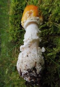 Orangegelber Fliegenpilz, Foto 5