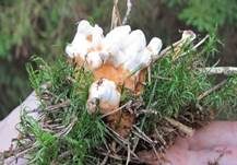 Orangegelber Korkstacheling, Foto 18